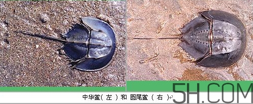 中華鱟是保護(hù)動(dòng)物嗎？中華鱟和圓尾鱟的區(qū)別