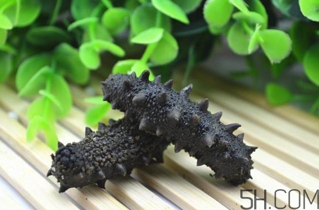 海參是越大越好嗎？海參的生長年限與營養(yǎng)價值有關(guān)嗎？