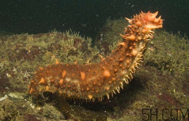 海參是海鮮嗎？海參是動物還是植物？
