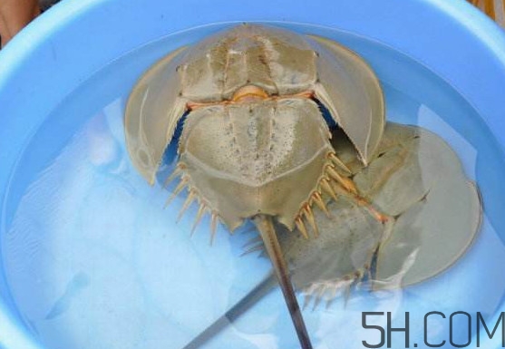 中華鱟能吃嗎？中華鱟怎么讀