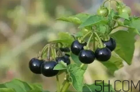 龍葵果是黑天天嗎？龍葵果是黑枸杞嗎？