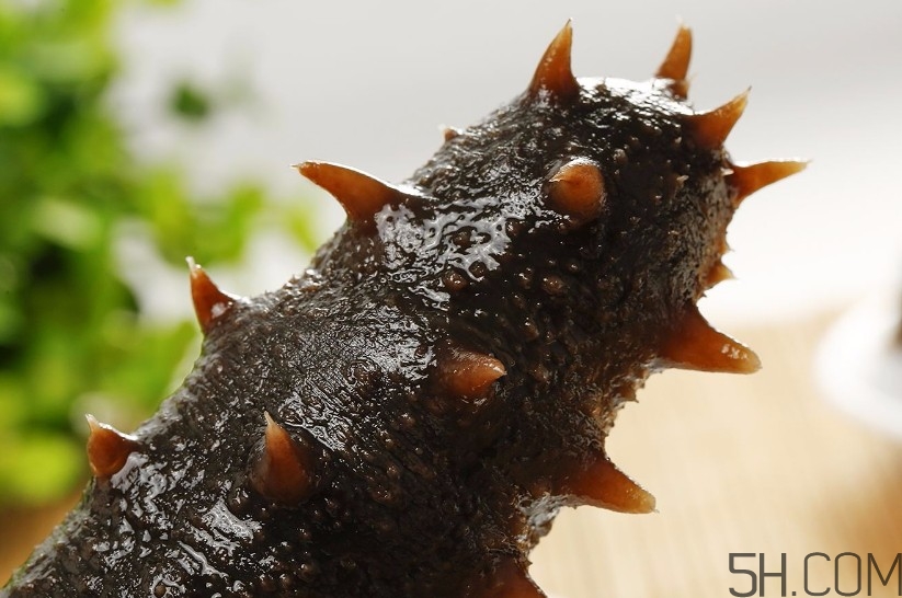 海參是海鮮嗎？海參是動物還是植物？