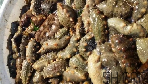 海參顏色深好還是淺好？海參顏色發(fā)白時怎么回事？