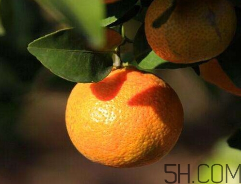 沙糖桔大的好吃還是小的？沙糖桔什么時(shí)候成熟