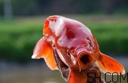 荷包紅鯉魚多少錢一斤？荷包紅鯉魚能吃嗎