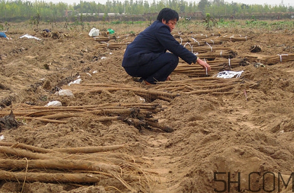 牛蒡要種多久才可以收割？女性喝牛蒡茶有什么好處