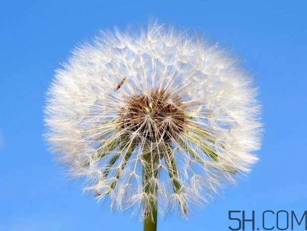 蒲公英能去胎毒嗎？吃什么可以去胎毒？