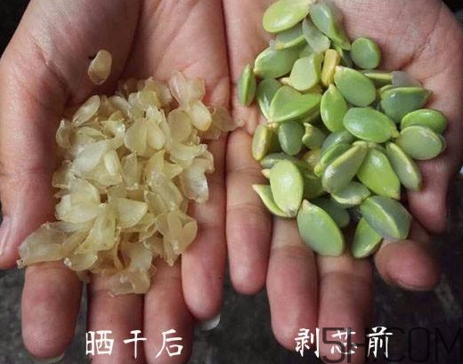 皂角米什么人不能吃？皂角米什么地方產(chǎn)的好？