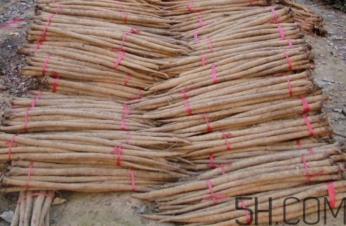 牛蒡用去皮嗎？牛蒡茶什么時(shí)候喝最好