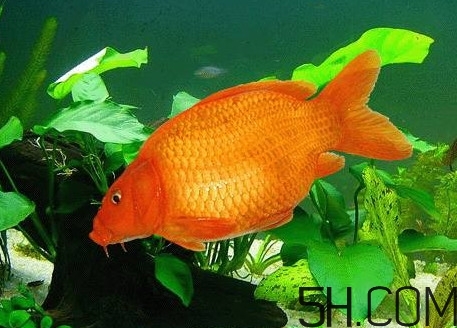 荷包紅鯉魚多少錢一斤？荷包紅鯉魚能吃嗎
