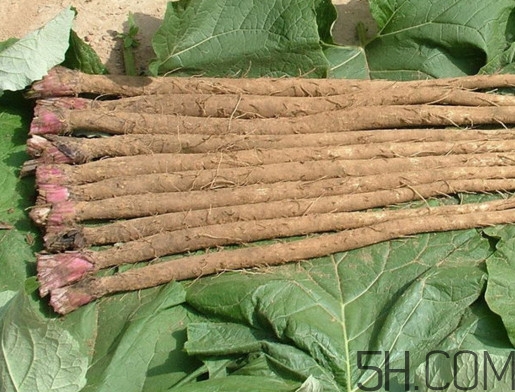 牛蒡是牛大力嗎？牛蒡和牛大力的區(qū)別