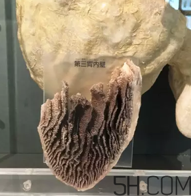 牛百葉和毛肚是一個(gè)東西嗎？牛百葉上面有層黑皮能吃嗎？