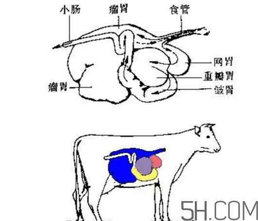 牛百葉和毛肚是一個(gè)東西嗎？牛百葉上面有層黑皮能吃嗎？