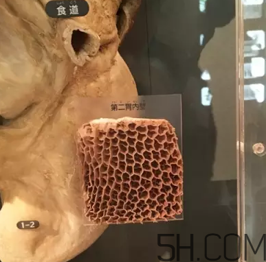 牛百葉和毛肚是一個(gè)東西嗎？牛百葉上面有層黑皮能吃嗎？