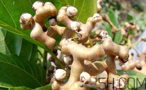 拐棗能夠治療風(fēng)濕嗎？拐棗的藥用價值有哪些？