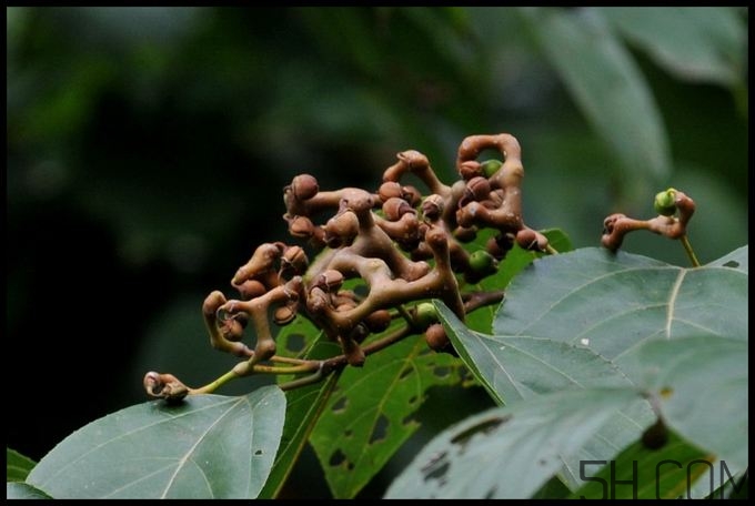 拐棗能夠治療風(fēng)濕嗎？拐棗的藥用價值有哪些？