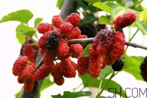 血藤跟拐棗可以一起泡酒嗎？拐棗可以和什么搭配泡酒？