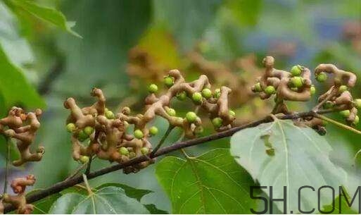 拐棗可以和枸杞一起泡酒嗎？拐棗和枸杞泡酒怎么做？