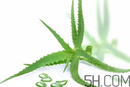 蘆薈泡酒可以喝嗎？蘆薈泡酒治什么?。?></p><p>其次，蘆薈的緩瀉、利尿作用可以提高人體的排泄功能，是治愈高血壓不可缺少的要素。</p><p>另外，對于正在服用降壓藥物的患者，蘆薈可以通過緩瀉、利尿作用來消除藥物副作用對人體的危害，蘆薈具有防止便秘、增強胃腸功能、促進血液循環(huán)和新陳代謝、消除多余脂肪等作用，這對降低血糖值具有很大的幫助?？篂V過性病原體，免疫刺激劑作用，消炎作用，促進傷口愈合。</p><p>增強噬菌、解毒及清潔功能，提高免疫力并具有很強的抑制或破壞異常細胞生長的作用，從而起到抗腫瘤作用。</p><p style=