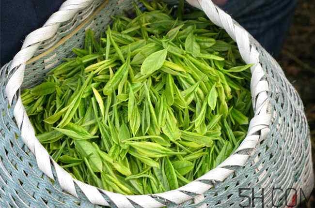 茶葉發(fā)霉是什么樣子？茶葉發(fā)霉怎么鑒別？