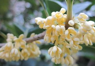 桂花可以放冰箱嗎？新鮮桂花可以放冰箱嗎？