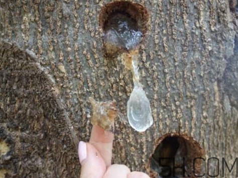 雪燕孕婦可以吃嗎？雪燕的價格多少錢一斤