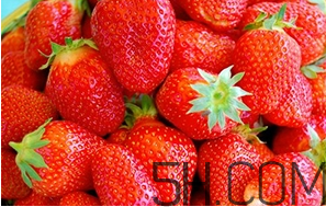草莓都有哪些熱門品種？草莓怎么放不容易壞？