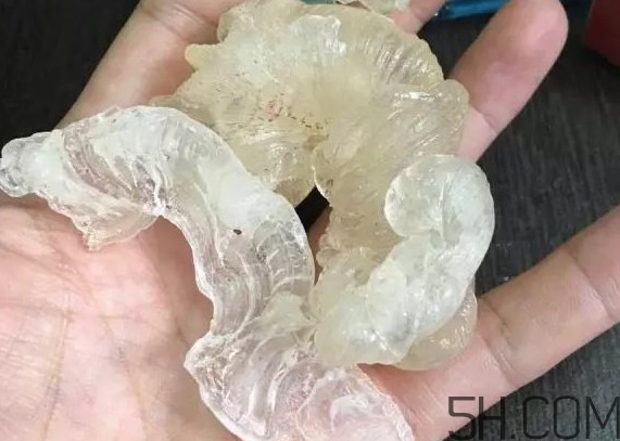 雪燕是燕窩嗎？雪燕是怎么形成的