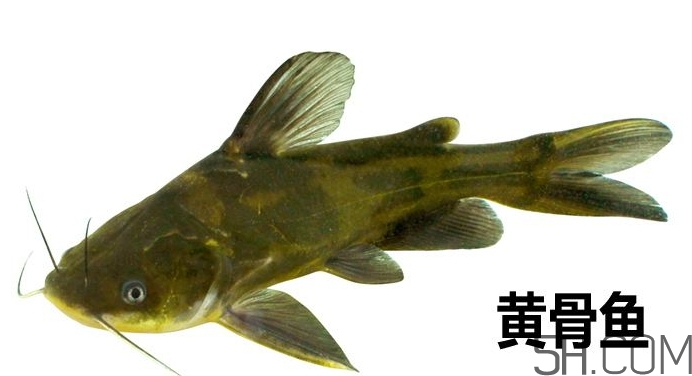 黃骨魚是發(fā)物嗎？黃骨魚是什么魚？