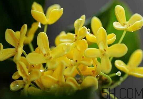 桂花可以放冰箱嗎？新鮮桂花可以放冰箱嗎？