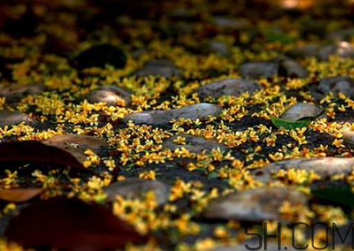 桂花可以放冰箱嗎？新鮮桂花可以放冰箱嗎？