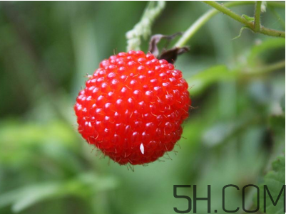 覆盆子的作用有哪些？覆盆子和桑葚哪個好吃？