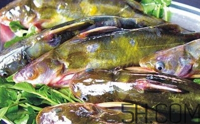 黃骨魚是發(fā)物嗎？黃骨魚是什么魚？
