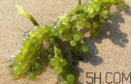 海葡萄有什么功效？海葡萄人工養(yǎng)殖條件
