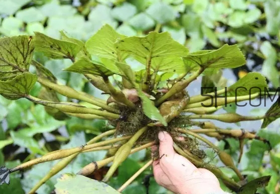 菱角好吃嗎？菱角長(zhǎng)在什么地方