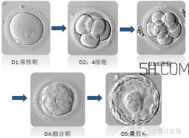 試管嬰兒有什么風(fēng)險(xiǎn)？試管嬰兒長(zhǎng)大后的弊端