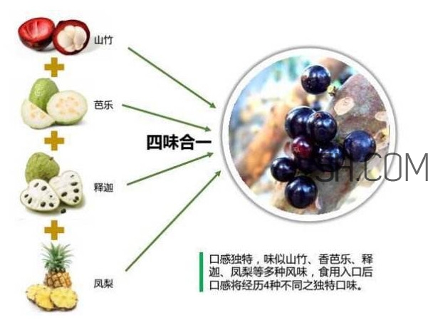 嘉寶果怎么吃？嘉寶果什么時(shí)候種植