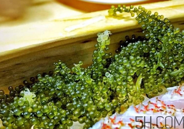 海葡萄有什么功效？海葡萄人工養(yǎng)殖條件