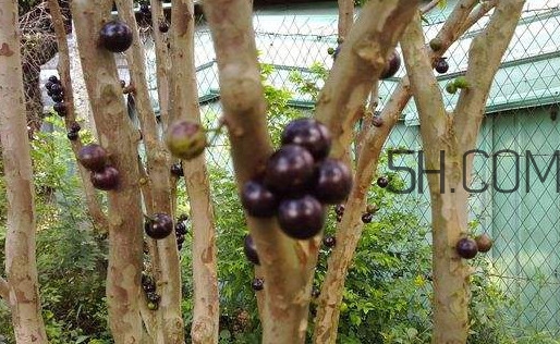 嘉寶果幾年結(jié)果？嘉寶果好吃嗎