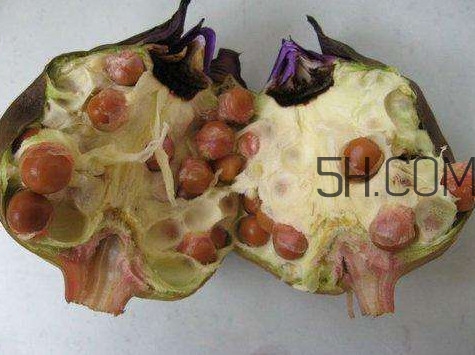 芡實有什么作用？芡實是哪里的特產(chǎn)