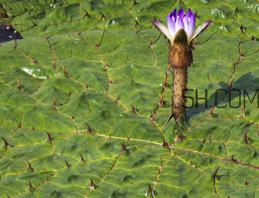 芡實(shí)是蓮子嗎？芡實(shí)是長(zhǎng)在哪里的