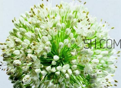 什么人不能吃韭菜花？肝火旺可以吃韭菜嗎？