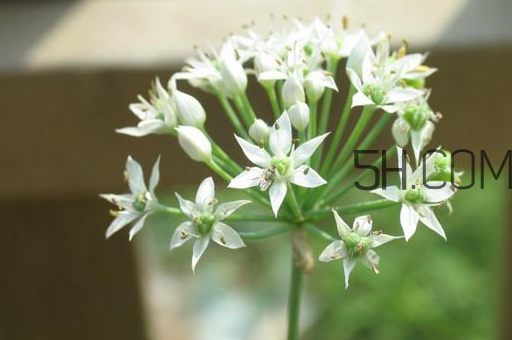 什么人不能吃韭菜花？肝火旺可以吃韭菜嗎？