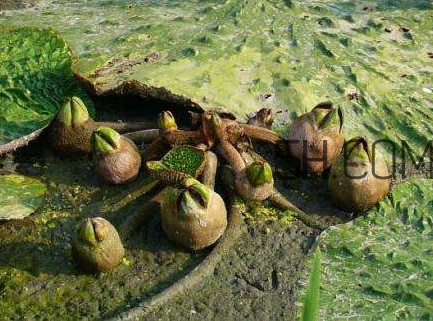 芡實(shí)是蓮子嗎？芡實(shí)是長(zhǎng)在哪里的