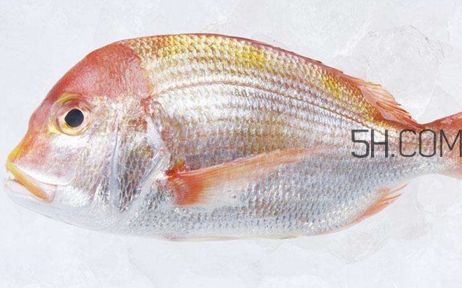 鯛魚是什么魚？鯛魚是什么樣子的