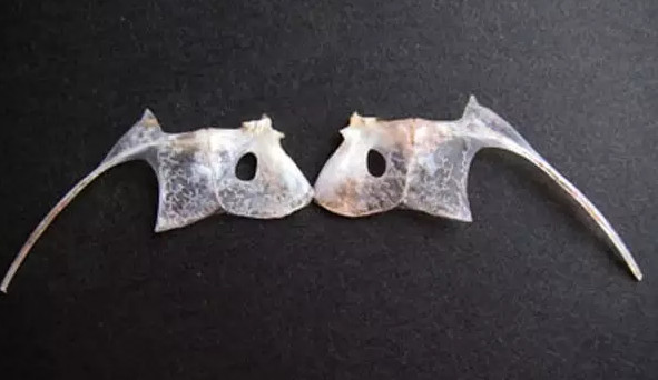 鯛魚多少錢一斤？鯛魚魚骨有什么營養(yǎng)價(jià)值