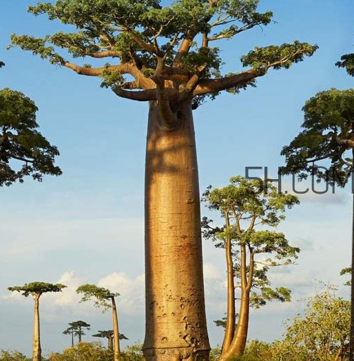 猴面包樹和面包樹是同一種植物嗎？猴面包樹能在北方種植嗎