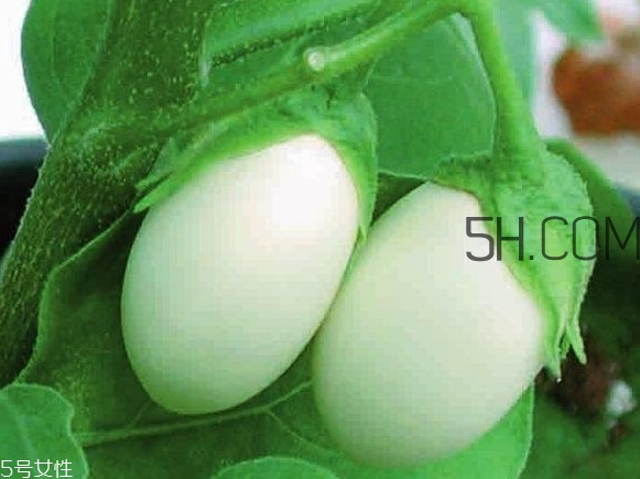 蛋樹可以種植嗎？蛋樹苗哪里可以買到