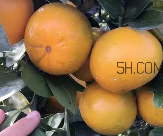 種皇帝柑1棵成本多少？皇帝柑怎么種植