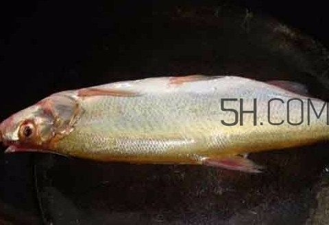 刁子魚(yú)是什么魚(yú)？刁子魚(yú)是翹嘴鲌嗎